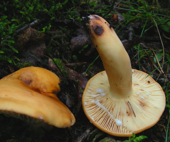 Escursione a 1500/1800,tanti funghi